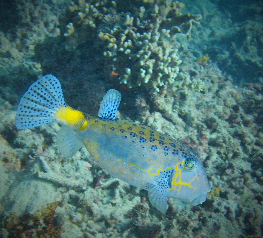 Mahogany Cottage Gili Meno Kültér fotó