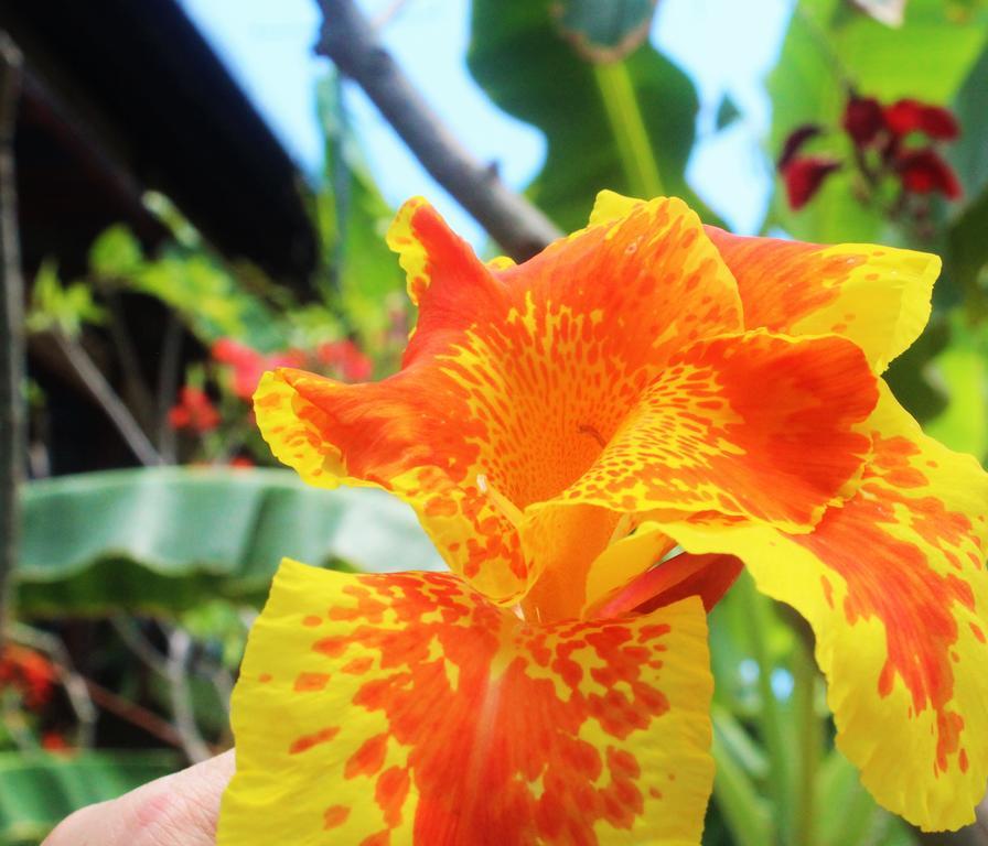 Mahogany Cottage Gili Meno Kültér fotó